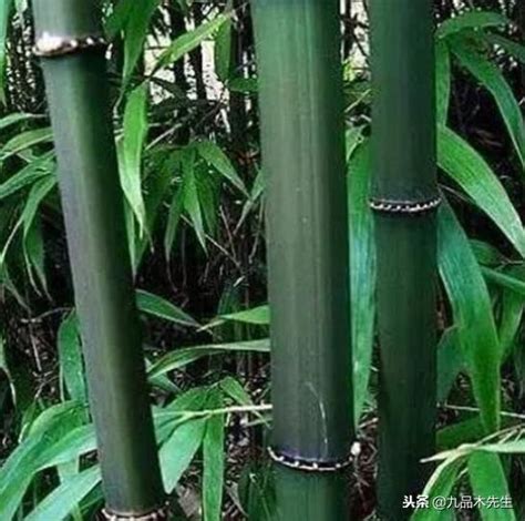 如何種竹子